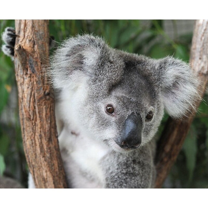 Australia Koalas Plush Toy